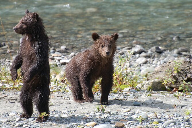 Full Day Grizzly Bear Tour to Bute Inlet - What to Bring