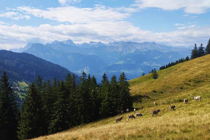 Full-Day Hiking Swiss Alps and Lake Lucerne With Pick-Up - Traveler Photos and Reviews