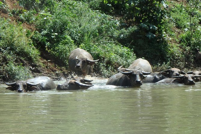 Full-Day Leisure River Kayaking Into Mae Taeng Forest Reserve From Chiang Mai - Cancellation Policy