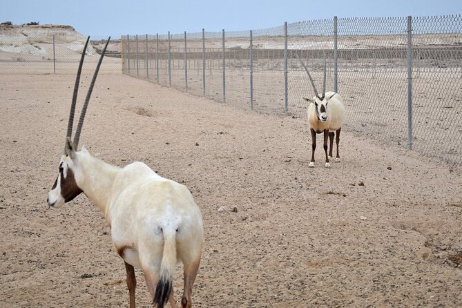 Full Day Qatars North And West Private Tour - Pricing and Details