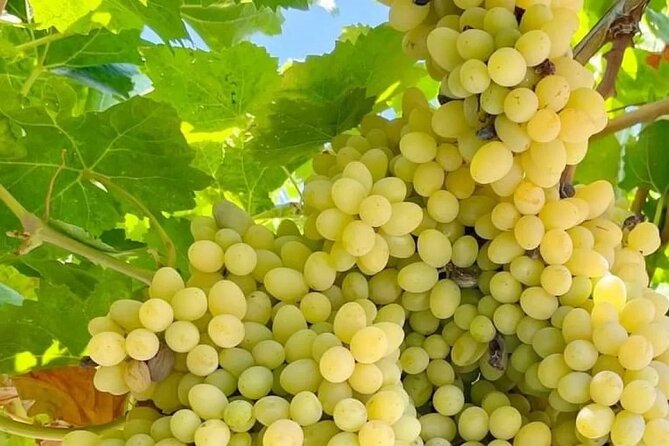 Full-Day Rhodes Island Tour With Wine Tasting Experience - Tour Experience and Highlights