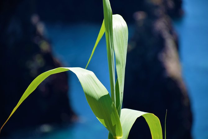 Full Day Tour of Madeira West - Viator Help Center and Booking Information
