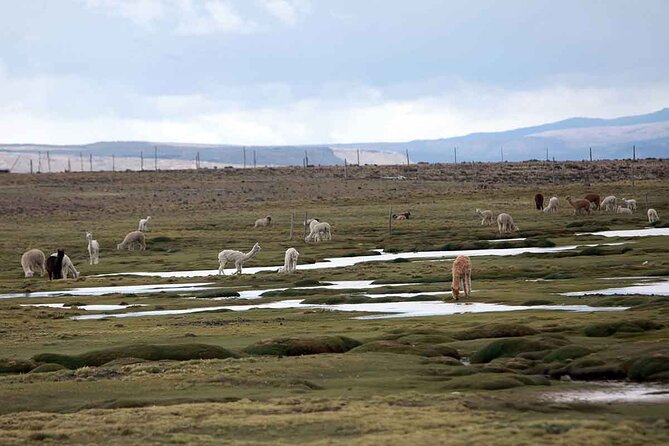 Full Day Tour to Colca Canyon From Arequipa - Itinerary