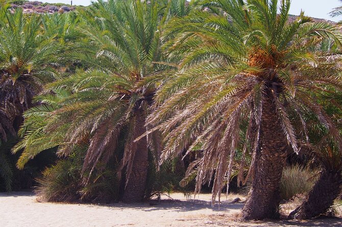 Full-Day Tour to Vai Palm Beach, Toplou Monastery, and Sitia Town - Common Questions