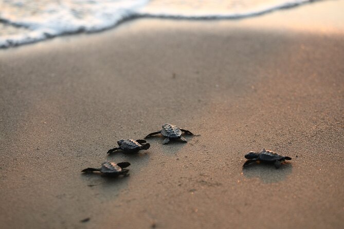 Full Day Turtle Beach Tour With Lake and Mud Baths From Marmaris - Feedback and Suggestions