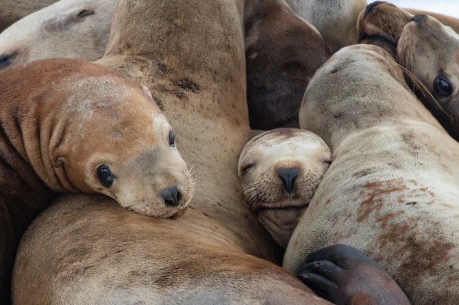 Full Day Whale Watching Campbell River - Capturing Memorable Moments: Traveler Photos