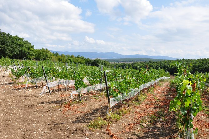 Full-Day Wine Tour From Istanbul - The Sum Up