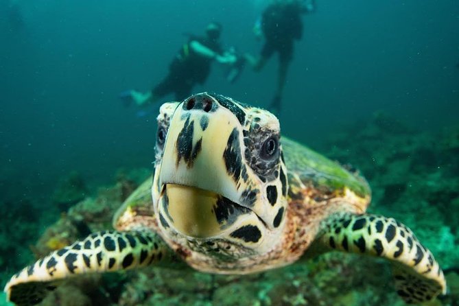 Fun Diving Safari Day Trip From Koh Lanta - Certified Divers - Traveler Photos and Reviews