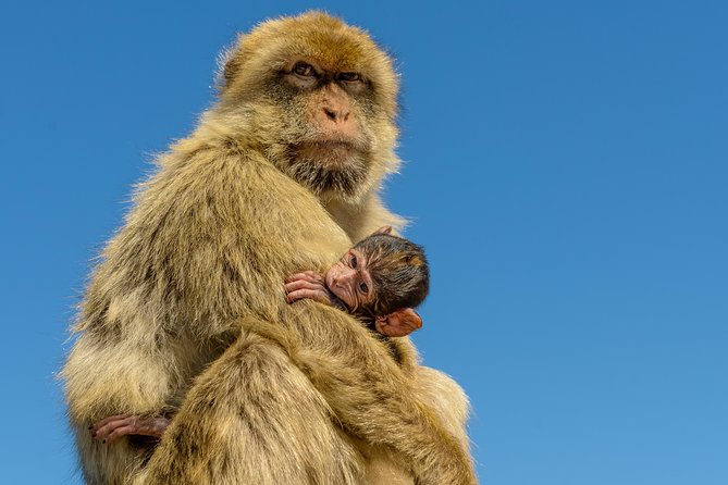 Gibraltar Inside Out Panoramic Tour 1hrs Plus - Pricing Details