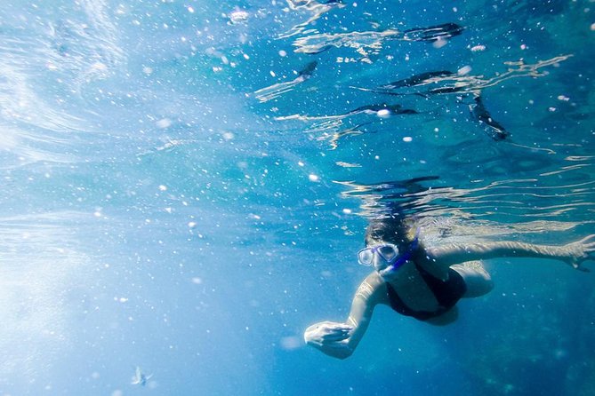 Glass-Bottom Boat Ride and Snorkel Tour in Cabo San Lucas - Additional Information