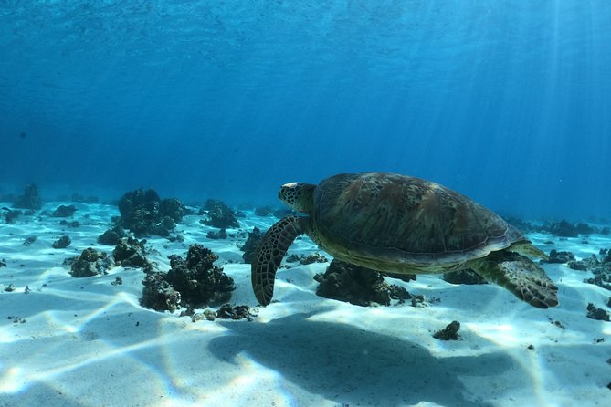 Glass-Bottomed Boat Tour With Lunch and Snorkeling, Moorea - Tour Highlights and Reviews