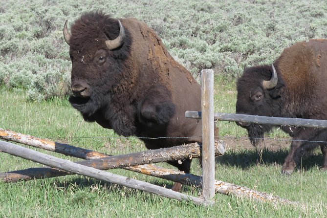 Grand Teton National Park - Sunset Guided Tour From Jackson Hole - Cancellation Policy