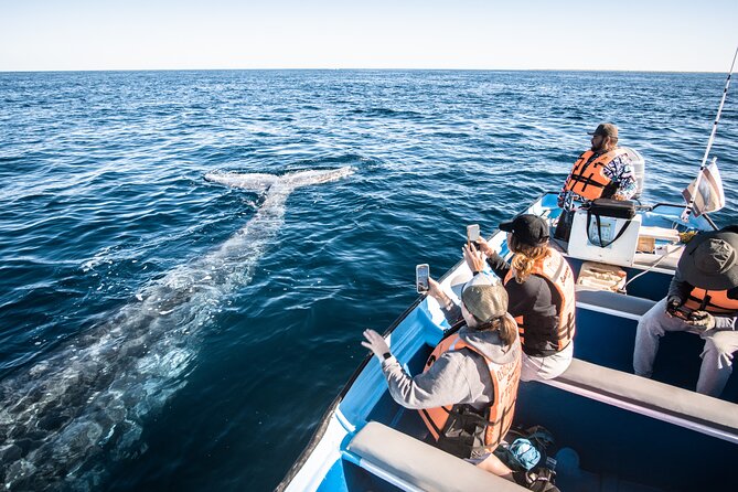 Gray Whale Watching Tour With Marine Biologist and Small Group - Reviews