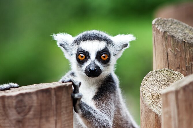 Guaranteed Departures: Vinpearl Safari & Countryside Pepper Farm - Guiding: Customer Representation and Accompaniment