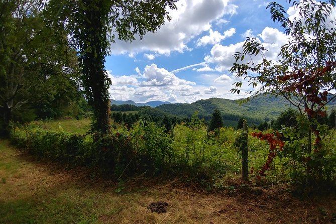 Guided Horseback Ride Through Flame Azalea and Fern Forest - Common Questions