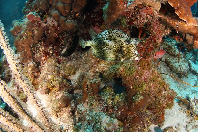 Guided Shore Dive for Certified Divers With Scubaçao (2 Tank) - Positive Guest Reviews