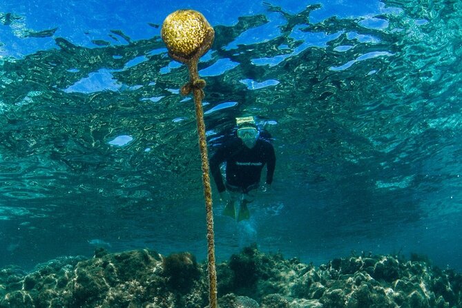 Guided Snorkeling Busselton Jetty and Underwater Sculptures - Use of Snorkeling Equipment