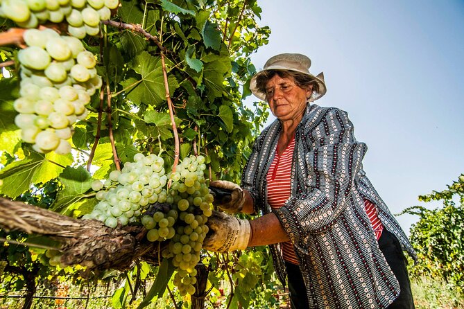 Guided Visit to the Vineyard With Wine Tasting - Traveler Photos