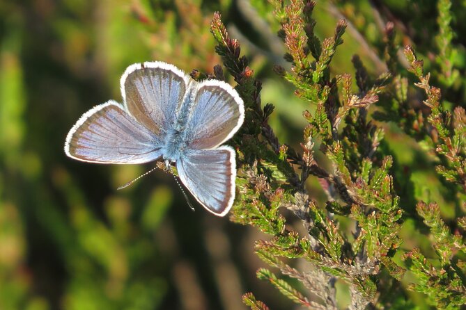 Guided Walking Tour of New Forest National Park in Hampshire - Common Questions
