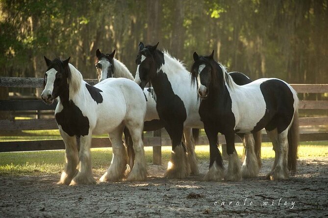 Gypsy Gold Horse Farm Walking Tour - Additional Information and Accessibility