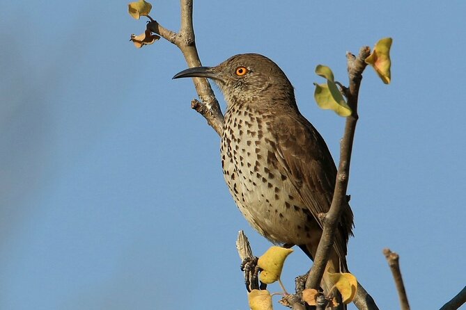 Half-Day Bird Watching Endemics Activity in Los Cabos - The Sum Up