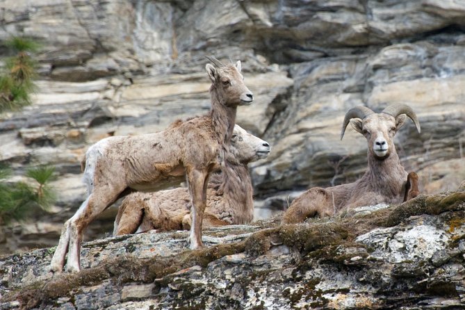 Half Day Birdwatching in the South Okanagan - Common Questions
