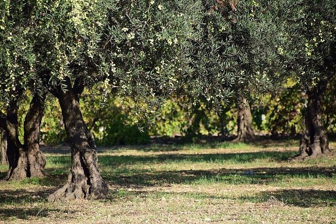 Half-Day Chianti Wine and Olive Oil Tour From Viareggio - Customer Reviews