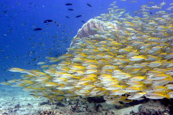 Half Day Discover SCUBA Diving Phi Phi Island - Safety Precautions for SCUBA Diving