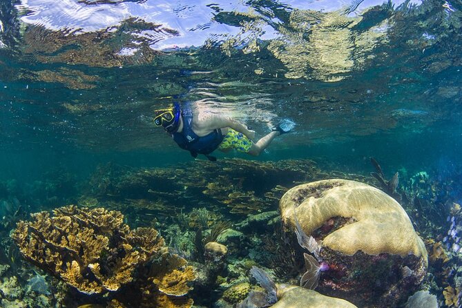 Half Day Guided Snorkeling Adventure Tour From Cancun - Round-Trip Transport