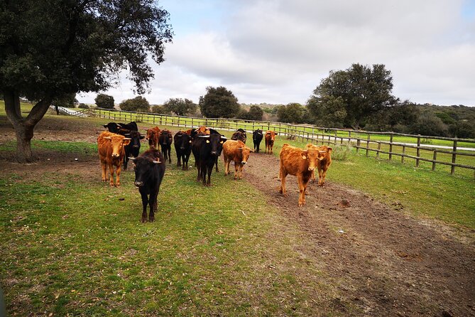 Half-Day Guided Tour to a Bull Farm in Madrid - Viator Help Center