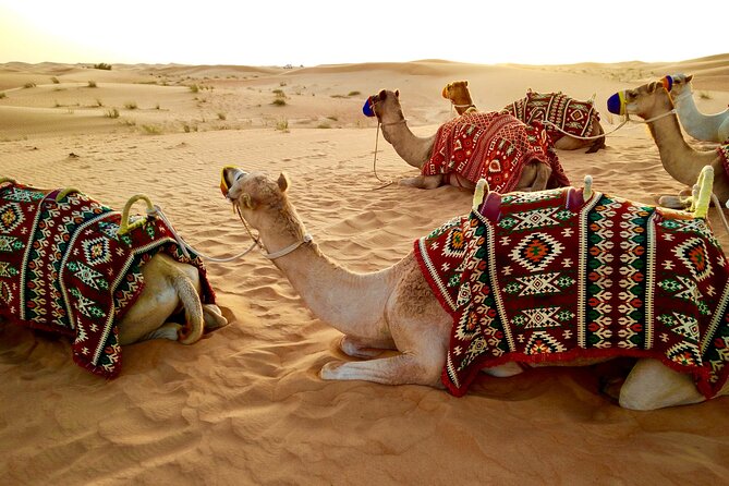 Half-Day Morning Desert Safari in Abu Dhabi - Transportation and Pick-up