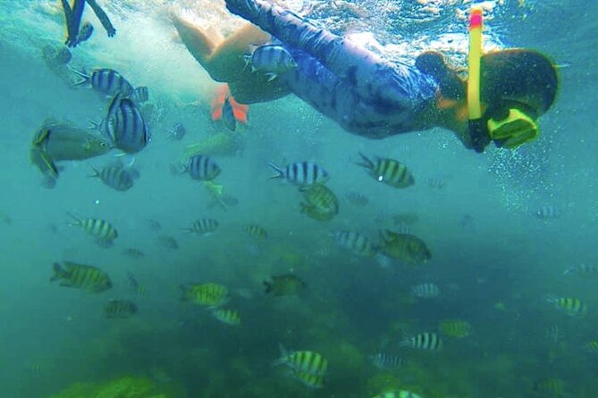 Half-Day Pig Island (Koh Madsum) and Koh Tan Speedboat Tour - The Sum Up