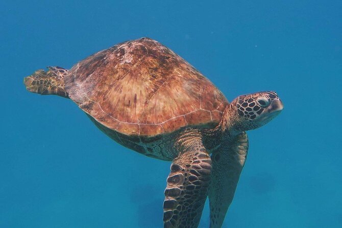 Half-Day Private Excursion: Marine Wildlife Observation and Whale Watching - Additional Information