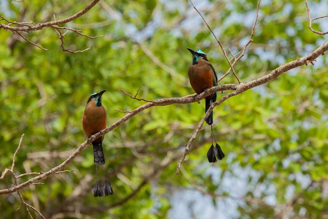 Half-Day Private Guided Tulum and Cenote Tour  - Playa Del Carmen - Pick-up Location and Times