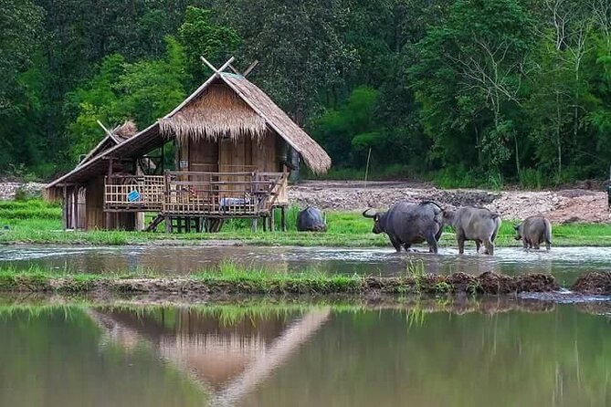 Half Day Rice Field Visions Guided Tour From Chiang Mai - Cancellation Policy