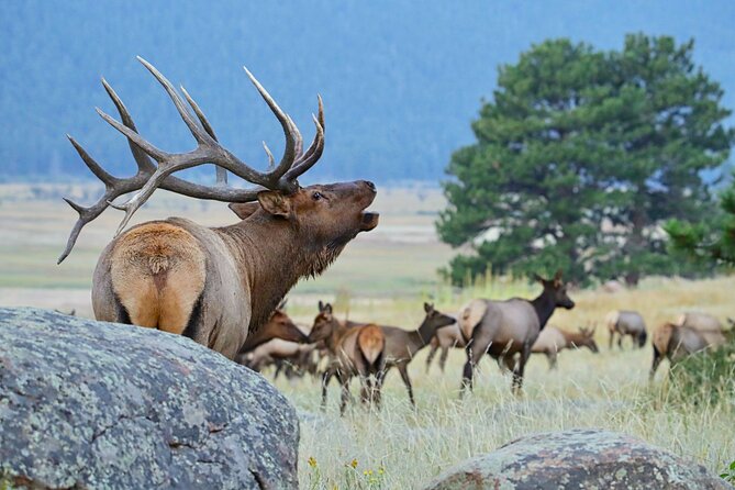 Half-Day Rocky Mountain National Park "Mountains to Sky Tour" - RMNPhotographer - Cancellation Policy