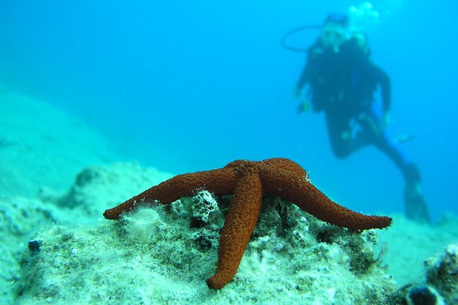 Half-day Scuba Diving Experience in Oludeniz - Professionally-Trained Diving Guides