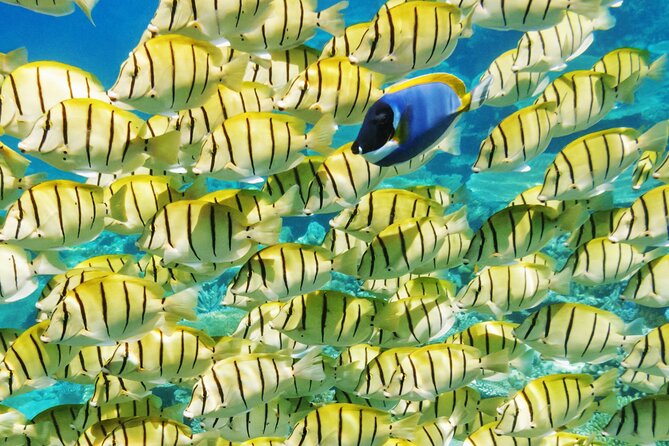 Half-Day Small-Group Cruise in Bora Bora With Snorkelling - Directions