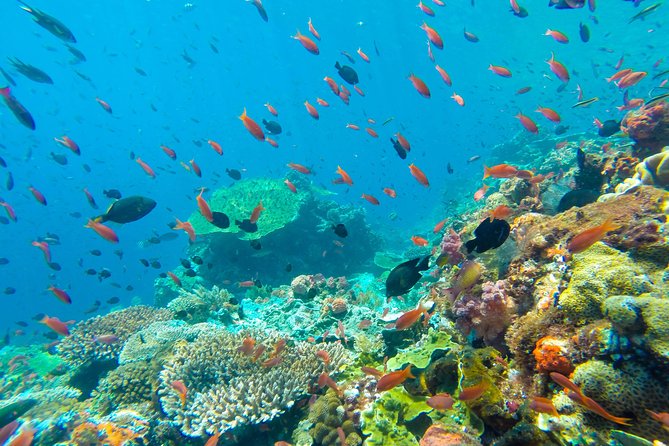 Half Day Tour Snorkeling in Nha Trang Bay Included Lunch - Common Questions