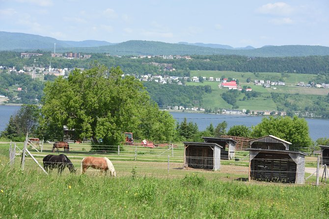 Half-Day Trip to Montmorency Falls and Ste-Anne-De-Beaupré From Quebec City - Sainte-Anne-de-Beaupré Experience