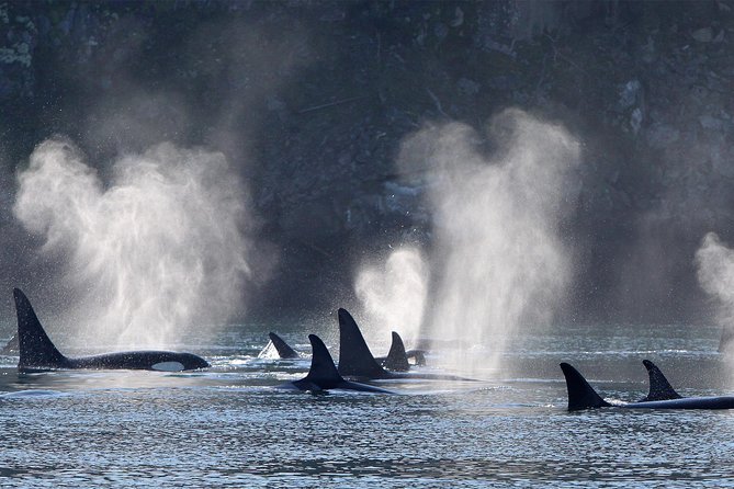 Half-Day Whale Watching Adventure From Telegraph Cove - Customer Review 1