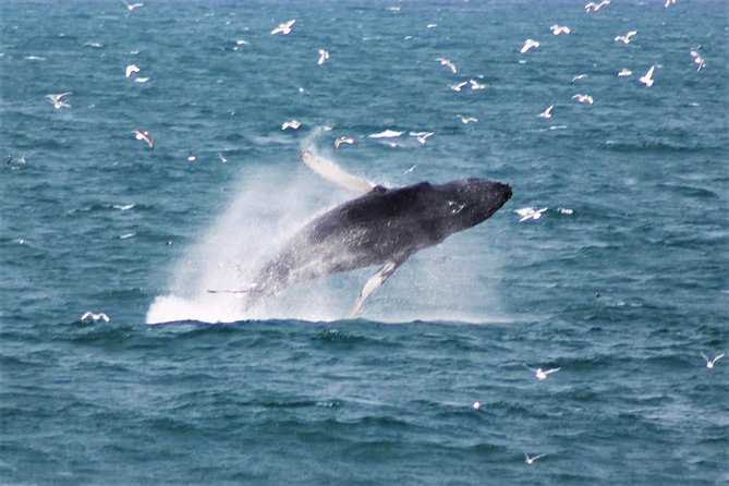 Half-Day Whale Watching and Northern Lights Combo Tour - Customer Reviews and Recommendations