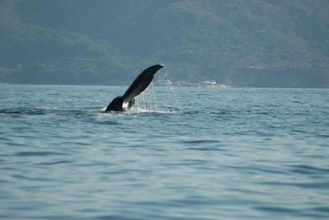 Half Day Whale Watching in Puerto Vallarta - Genuine Reviews and Pricing Information
