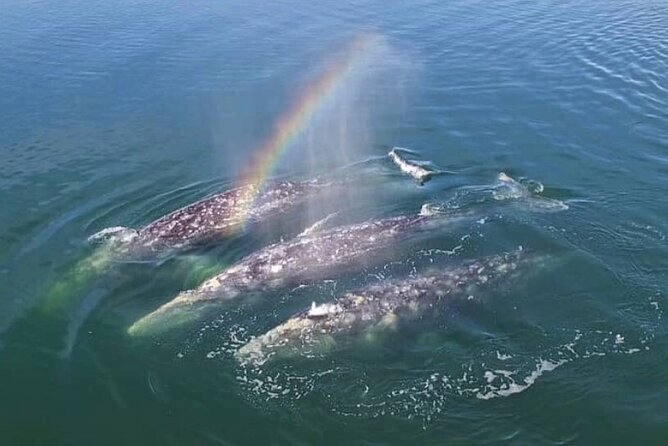 Hear the Whales! World Class Whale Watching! - Directions and Logistics for the Tour