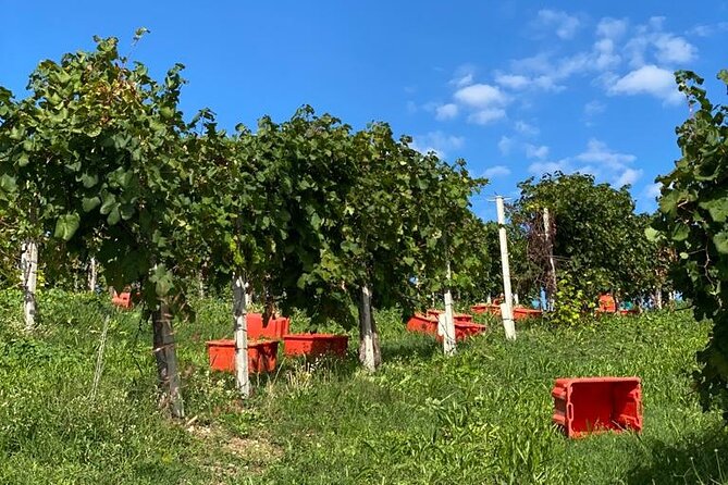 High Quality Focused Private Prosecco Tour. Lunch Included. - Gourmet Lunch Experience