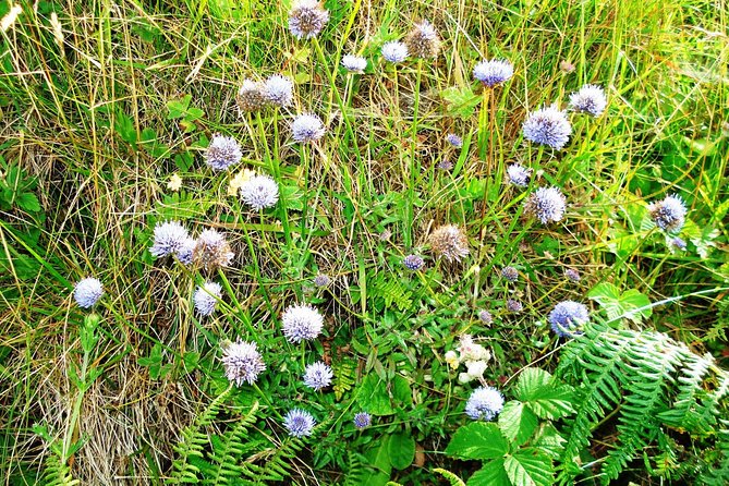 Hike Connemara National Park Depart From Galway City. Galway. Guided. Full Day. - Meeting and Pickup Information