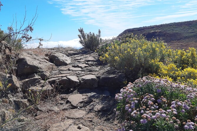 Hiking Experience in the North of Gran Canaria - Cancellation Policy