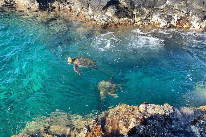 Hilo Small-Group Dolphin Watch and Snorkel Tour  - Big Island of Hawaii - The Sum Up