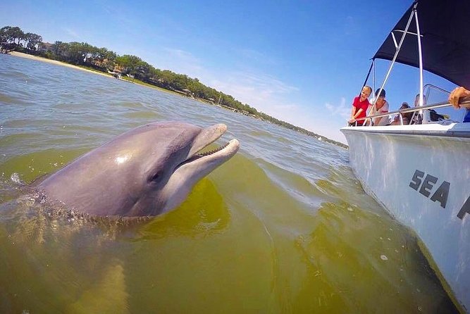 Hilton Head Dolphin Tour With Stop at Disappearing Island - Pricing and Company Information