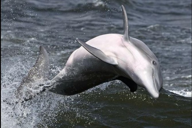 Hilton Head Island Dolphin Watching Nature Cruise - The Sum Up
